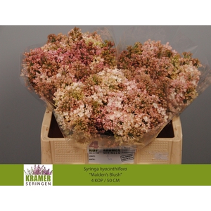 SYR HY MAIDENS BLUSH