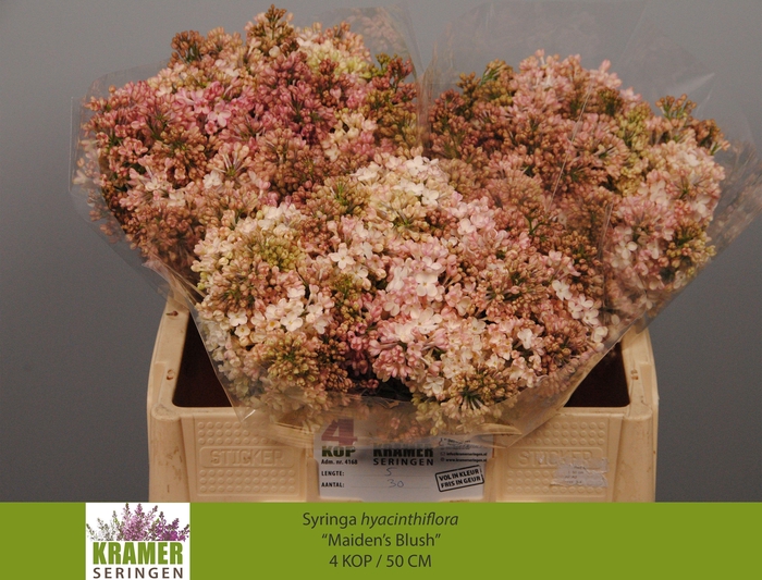 <h4>SYR HY MAIDENS BLUSH</h4>