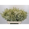 Chamelaucium Ofir