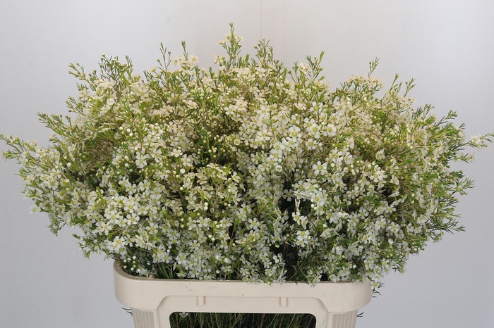 Chamelaucium Ofir
