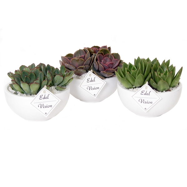 <h4>3x echeveria schaal wit</h4>