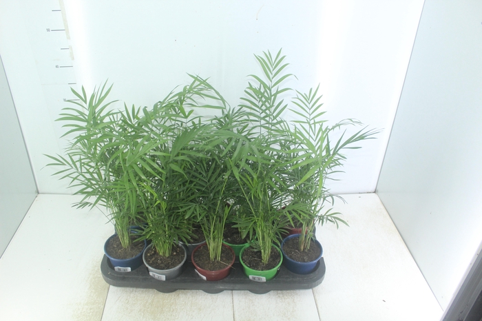 <h4>CHAMAEDOREA ELEGANS P11</h4>