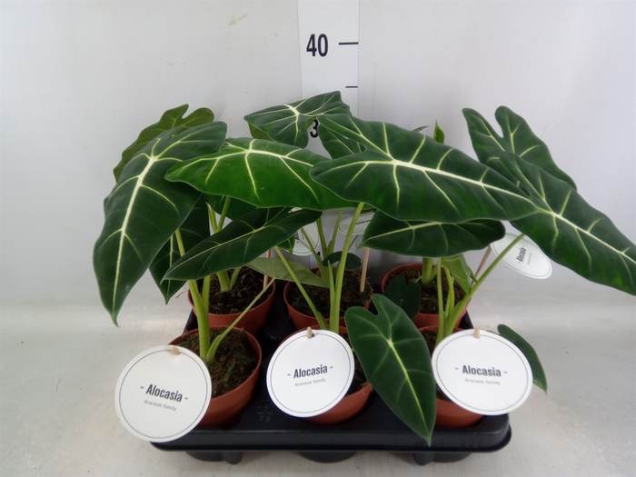 <h4>Alocasia   ...</h4>