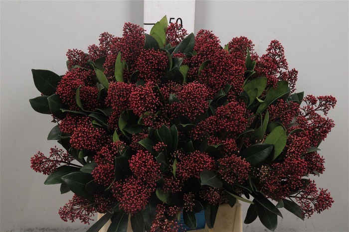 <h4>Skim J Rubella Bs</h4>