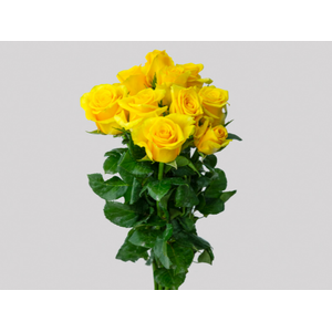 ROSA MOMENTUM 040 CM AMARELO ESTUFA