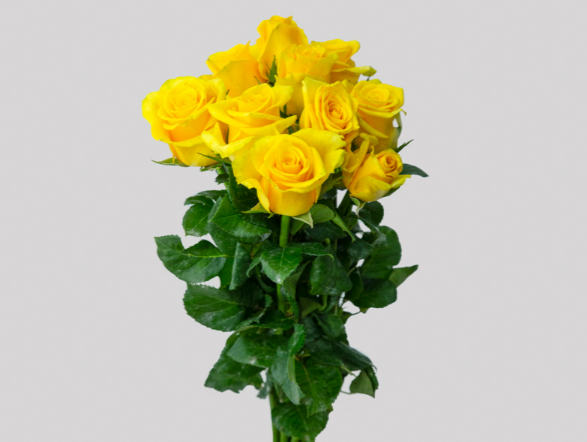 <h4>ROSA MOMENTUM 040 CM AMARELO ESTUFA</h4>