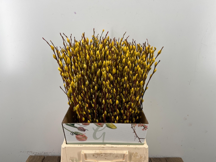 <h4>SALIX OV KLB H%</h4>