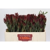 Leucadendron Blush Spray