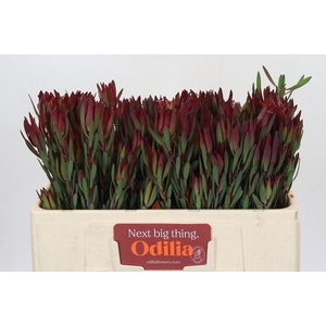Leucadendron Blush Spray