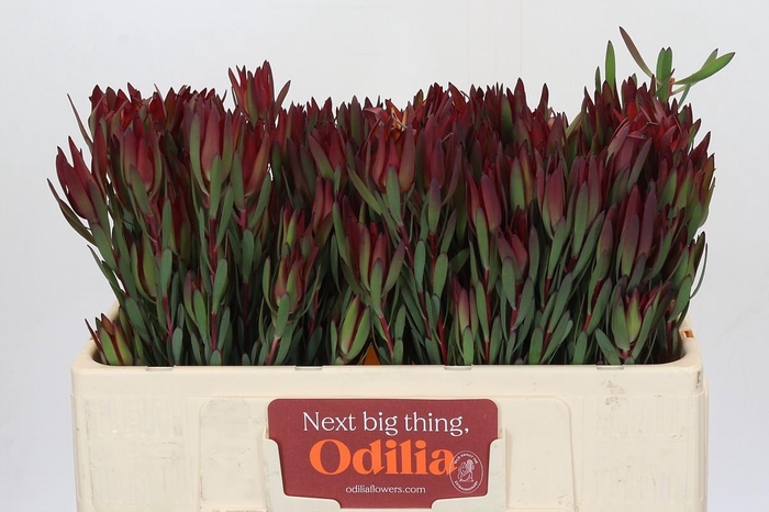 Leucadendron Blush Spray