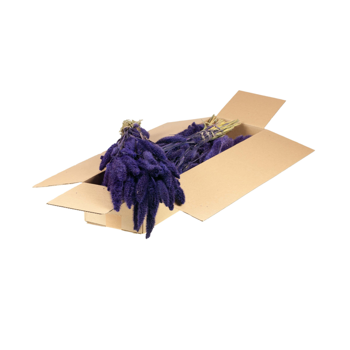 <h4>Setarea purple</h4>