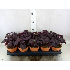 Oxalis trian.