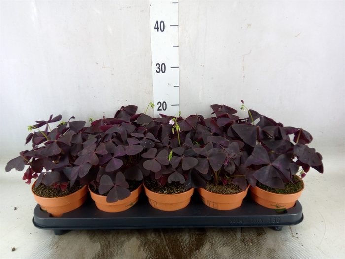 <h4>Oxalis trian.</h4>
