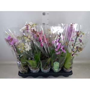Phalaenopsis multi.   ...mix  4
