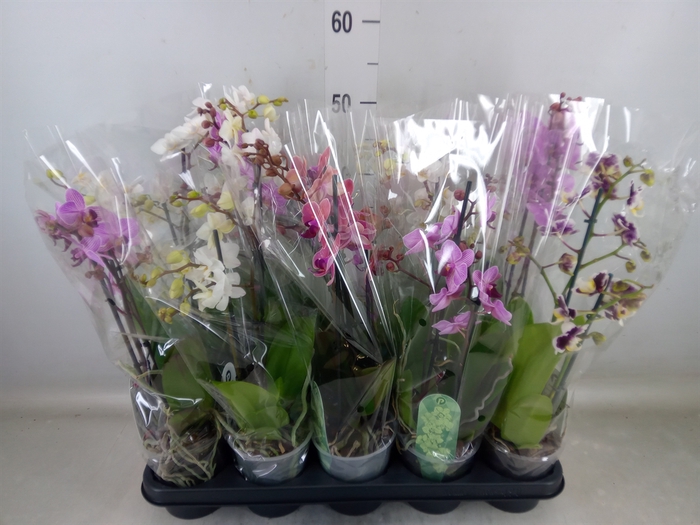 <h4>Phalaenopsis multi.   ...mix  4</h4>