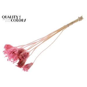 Ammi Majus 2-4cm 10pc/bunch Bleached Pink