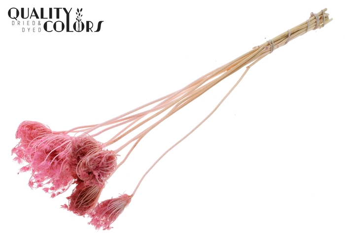 Ammi Majus 2-4cm 10pc/bunch Bleached Pink