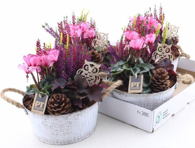 <h4>ARR TUINPLANTEN</h4>