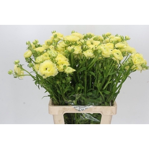 Ranunculus Moderna Miele