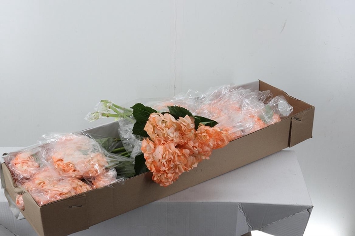 <h4>Hydr Melocoton Box</h4>