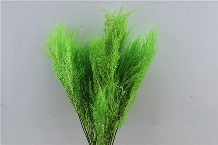 <h4>Pres Helecho Lvs Apple Green Bunch</h4>