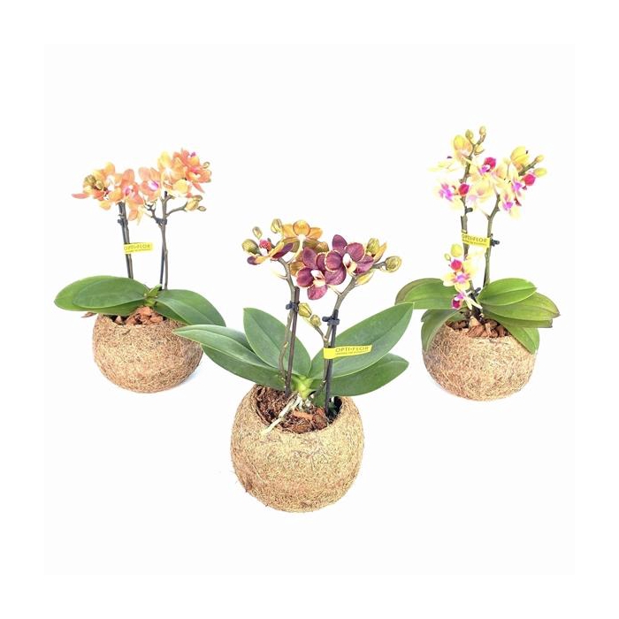 <h4>Kokodama 12 cm Orchid 2 tak (No string)</h4>