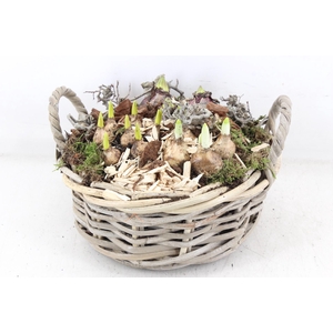 arr4 Bollenmix MB - Kubu mand rond oor L