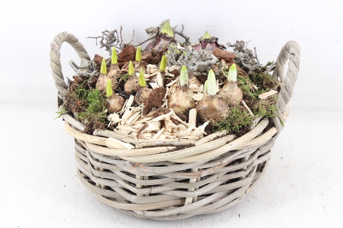 <h4>arr4 Bollenmix MB - Kubu mand rond oor L</h4>