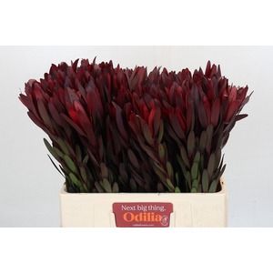 Leucadendron Saf Sunset Dark R.