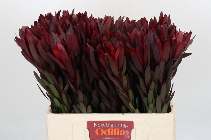 Leucadendron Saf Sunset Dark R.