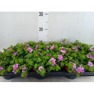 Sutera  'Big Pink Falls'