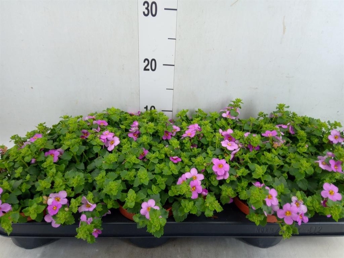 <h4>Sutera  'Big Pink Falls'</h4>