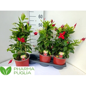 MANDE RIO GRANDE RED