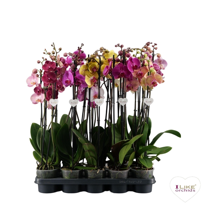 <h4>Phalaenopsis donkere mix - 3 tak 80cm</h4>