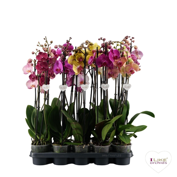<h4>Phalaenopsis donkere mix - 3 tak 80cm</h4>