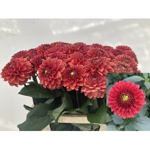 Dahlia Ball Orange Fox Punthuis