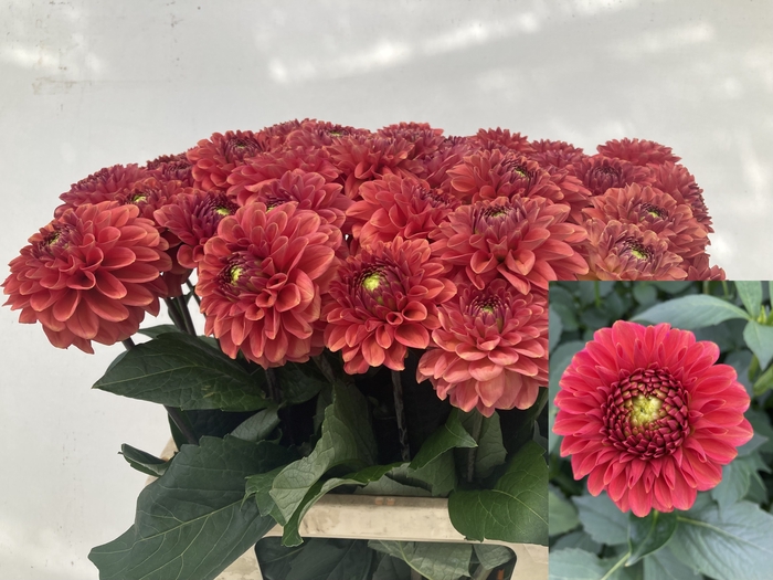 <h4>Dahlia Ball Orange Fox Punthuis</h4>