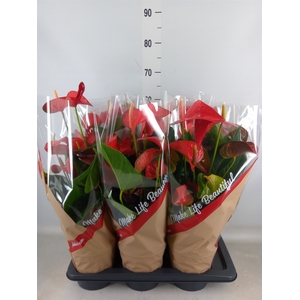Anthurium andr. 'Red Bull'