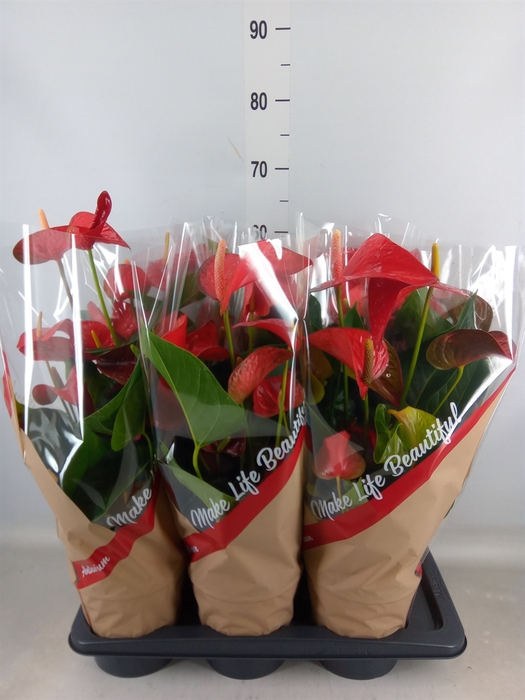 <h4>Anthurium andr. 'Red Bull'</h4>