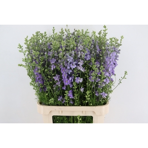CONS R Q VIOLE LILAC 090CM