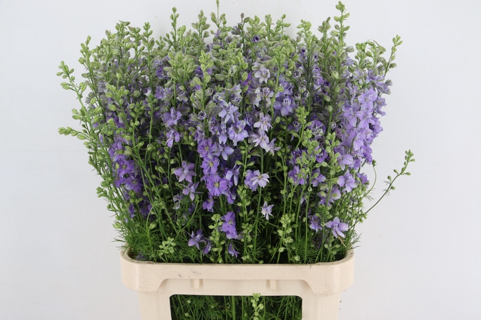 <h4>CONS R Q VIOLE LILAC 090CM</h4>