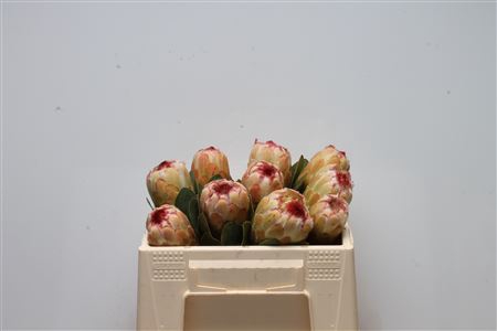 Protea Grandicolor