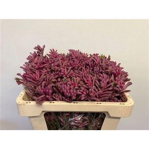 Anigozanthos Mini Pearl Pink