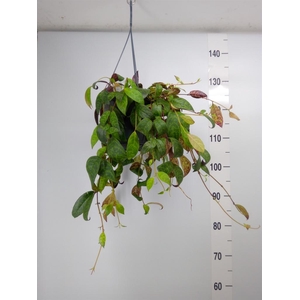 Aeschynanthus marmoratus