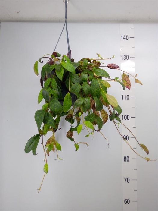 <h4>Aeschynanthus marmoratus</h4>