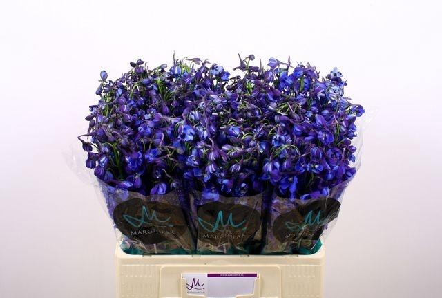 <h4>Delph En Donna</h4>