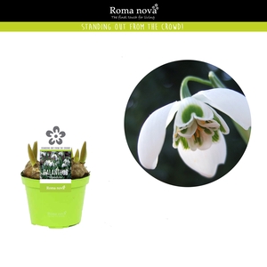 Galanthus Rom Hippolyta