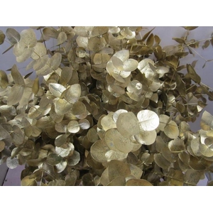 Euc Cinerea Goud