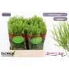 Lepidium Green Dragon