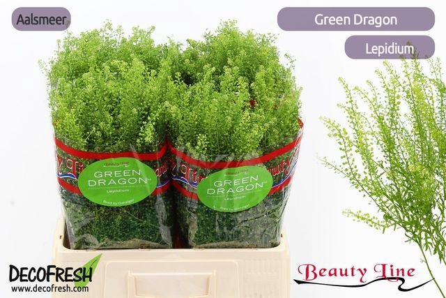 Lepidium Green Dragon